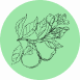 Bergamot Fragrance Notes