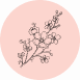 Cherry Blossom Fragrance Notes