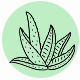 Fragrance Notes Aloe Vera