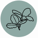 Fragrance Notes Angelica