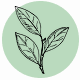 Fragrance Notes Bay Leaf