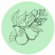 Fragrance Notes Bergamot