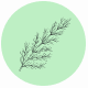 Fragrance Notes Cedar