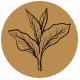 Fragrance Notes Cuban Tobacco
