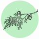 Fragrance Notes Cypress