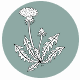 Fragrance Notes Dandelions