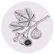 Fragrance Notes Fig Leaves