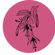 Fragrance Notes Fuchsia