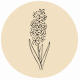 Fragrance Notes Hyacinth