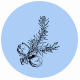 Fragrance Notes Juniper
