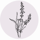 Fragrance Notes Lavender
