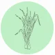Fragrance Notes Lemon Grass