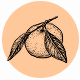 Fragrance Notes Mandarin