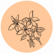 Fragrance Notes Neroli