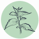 Fragrance Notes Nettles