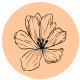 Fragrance Notes Orange Flower