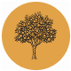 Fragrance Notes Orange Tree