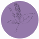 Fragrance Notes Patchouli