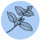 Fragrance Notes Spearmint
