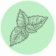 Fragrance Notes Totally Mint