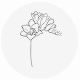 Fragrance Notes White Freesia