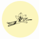 Fragrance notes vanilla